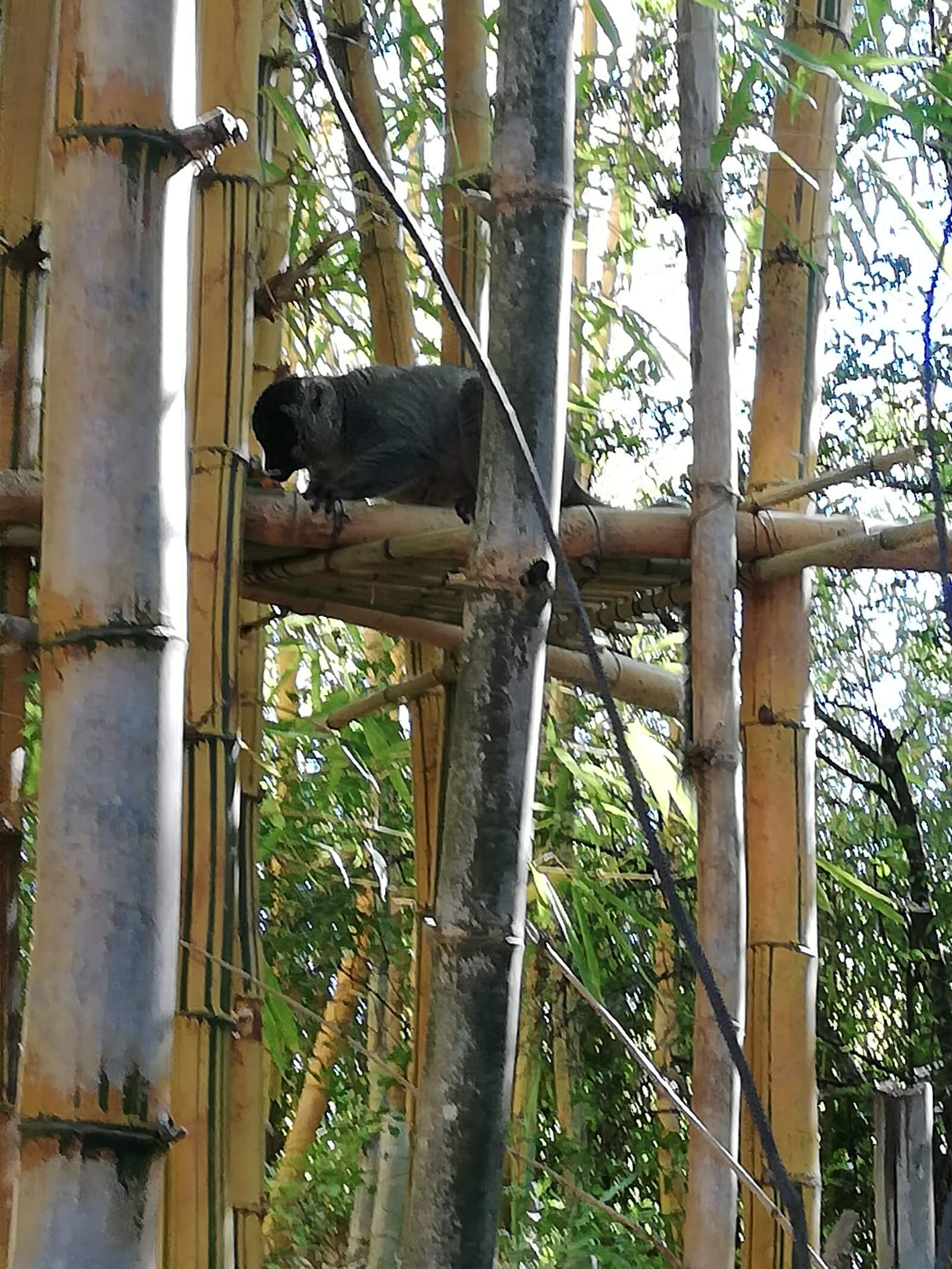 Mongoz sur du bambou