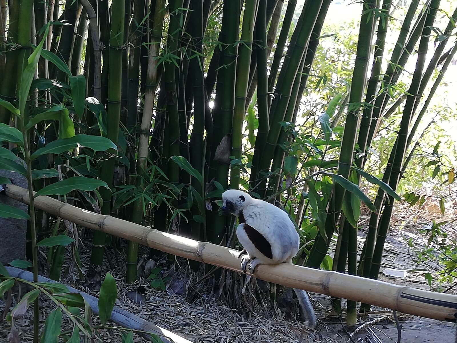 Propithèque sur un rail en bambou