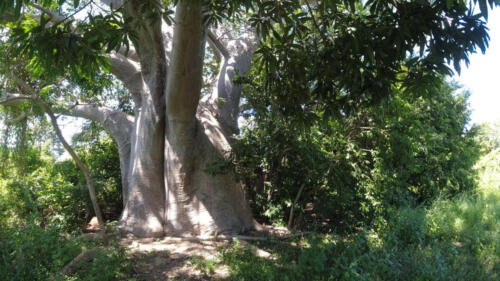 Baobab amoureux près du lac sacré