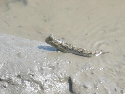 Poisson marchant sur deux pattes
