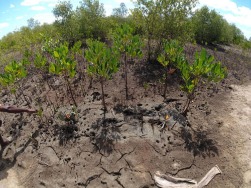 Marécages dans la rivière Moira