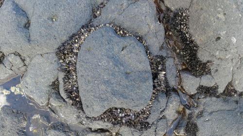 Coquillages collés à la roche, Andilana