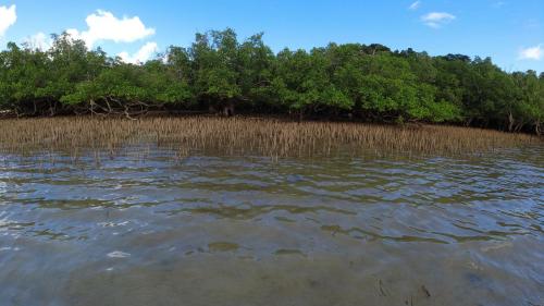 Mangrove lors de la remontée de la marée, Andilana