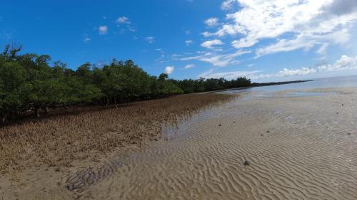 Mangrove à marée basse, Andilana
