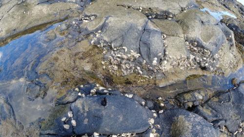 Coquillages collés à la roche, Andilana