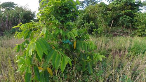Un Ylang Ylang, Plantation Mijono