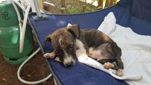 Retour au camping Mijono.