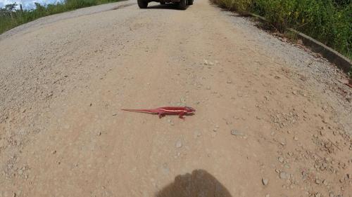 Caméléon rouge sur la RN6