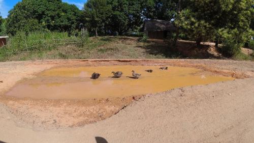 Trou géant sur la RN6 transformé en mare aux canards