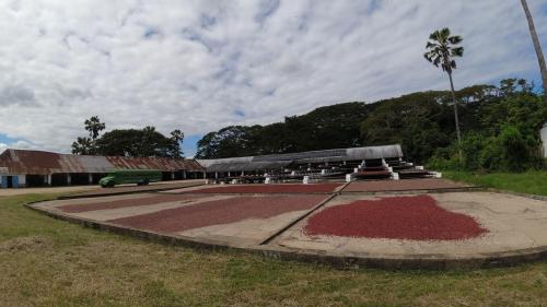 Séchage de fèves de cacao