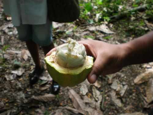 Fruit de cacao